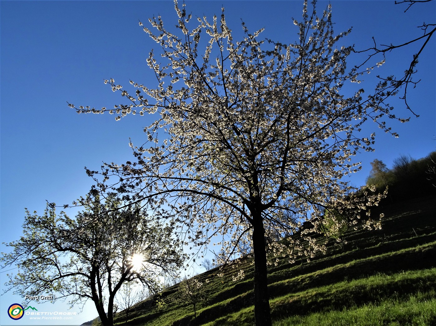 10 Ciliegi in fiore baciati dal sole del mattino.JPG